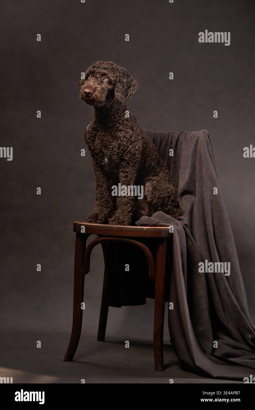Un cane d'acqua italiano siede su uno sgabello di legno, guardando leggermente di lato. L'illuminazione soffusa crea un'atmosfera calda e accogliente. Foto Stock