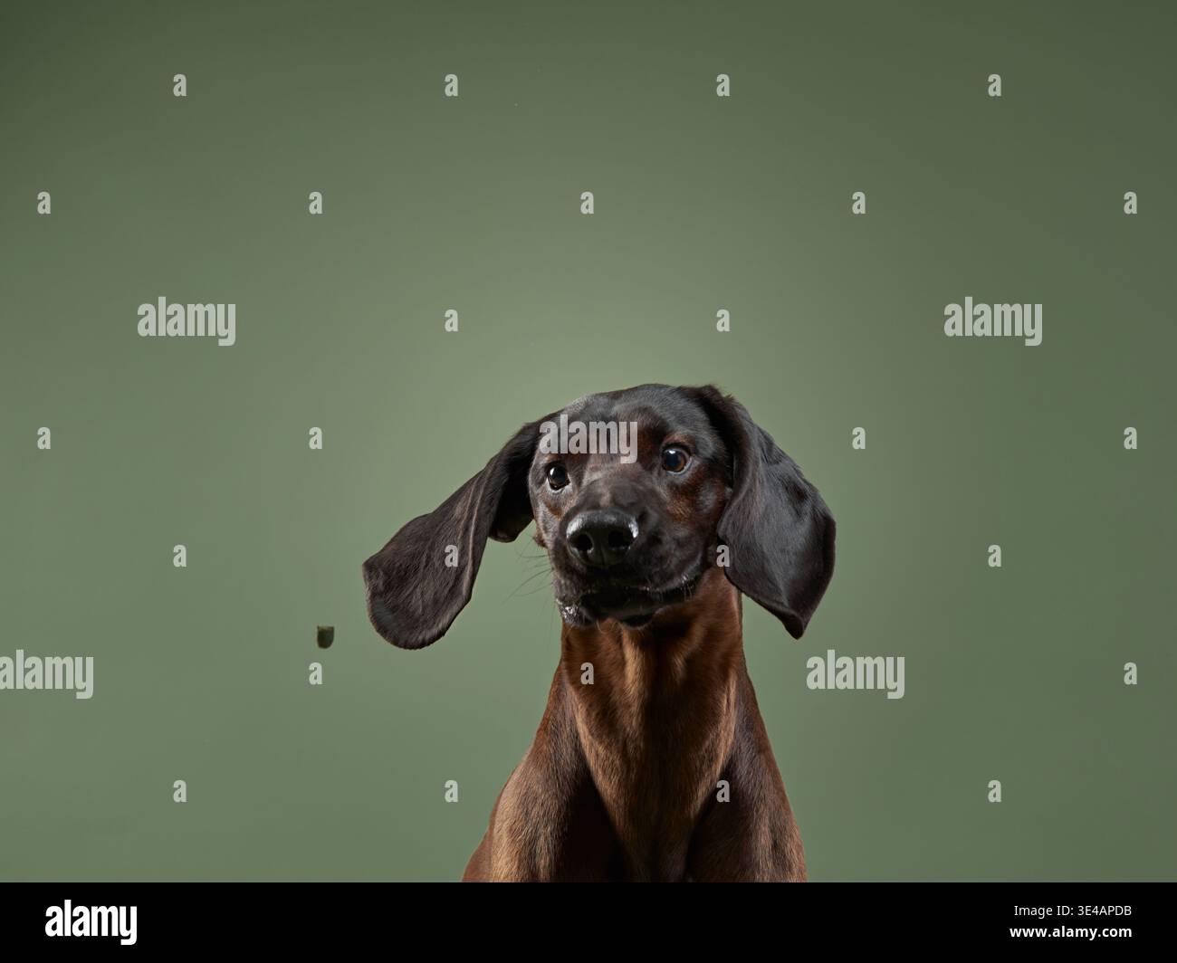 Hound bavarese con una struttura elegante e pelliccia corta che poggia su uno sfondo verde. La postura attenta del cane e lo sguardo intelligente ne esaltano la posizione Foto Stock
