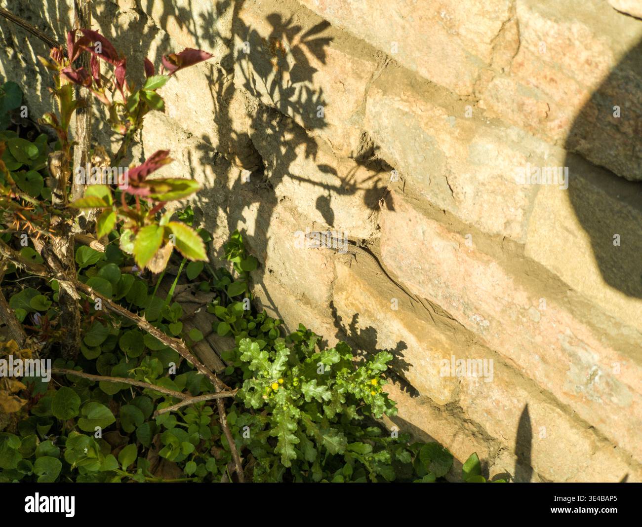 Una piccola lucertola marrone europea (Podarcis muralis) che si crogiola al sole su un rustico muro di pietra. La lucertola si sta riscaldando dopo l'ibernazione invernale. Foto Stock