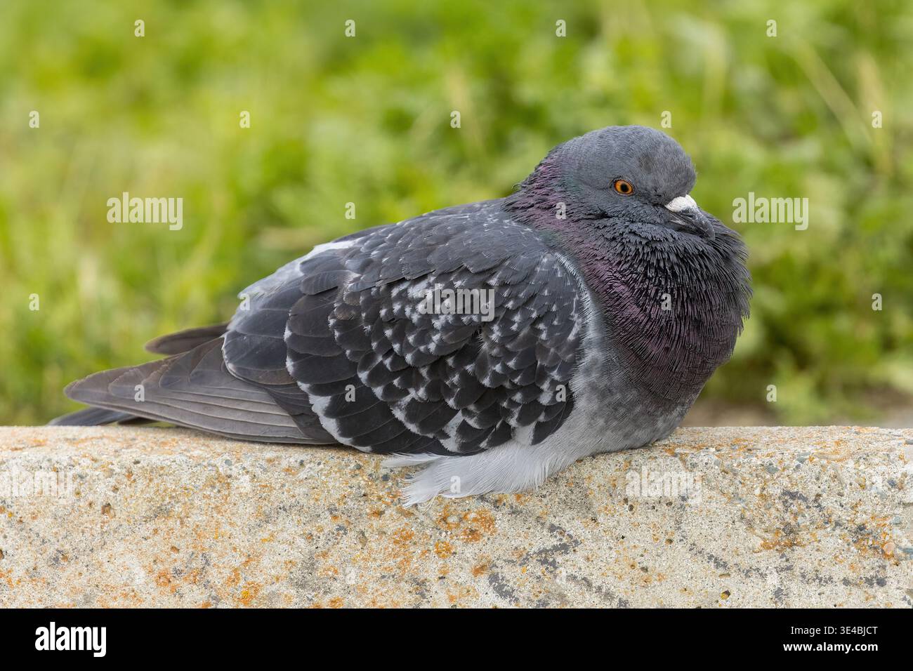 Rock Pigeon appoggiato su una sporgenza di cemento. Palo alto Baylands, Contea di Santa Clara, California. Foto Stock