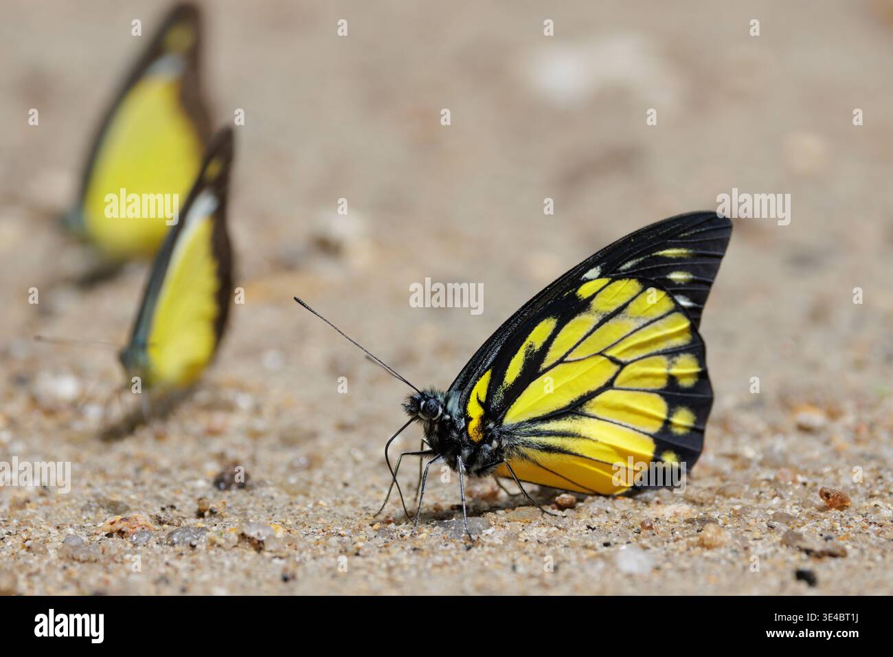 Farfalla Sawtooth (Prioneris thestylis) che riposa sul terreno con altre farfalle sullo sfondo Foto Stock