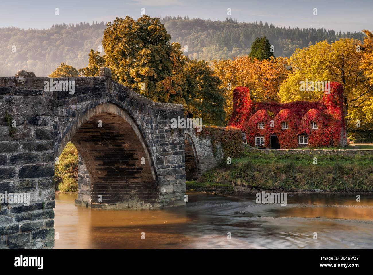 Tu Hwnt i'r Bont accanto al fiume Conwy a Llanrwst, Galles, il suo brillante edera rossa autunnale aggiunge colore al tranquillo paesaggio fluviale. Foto Stock