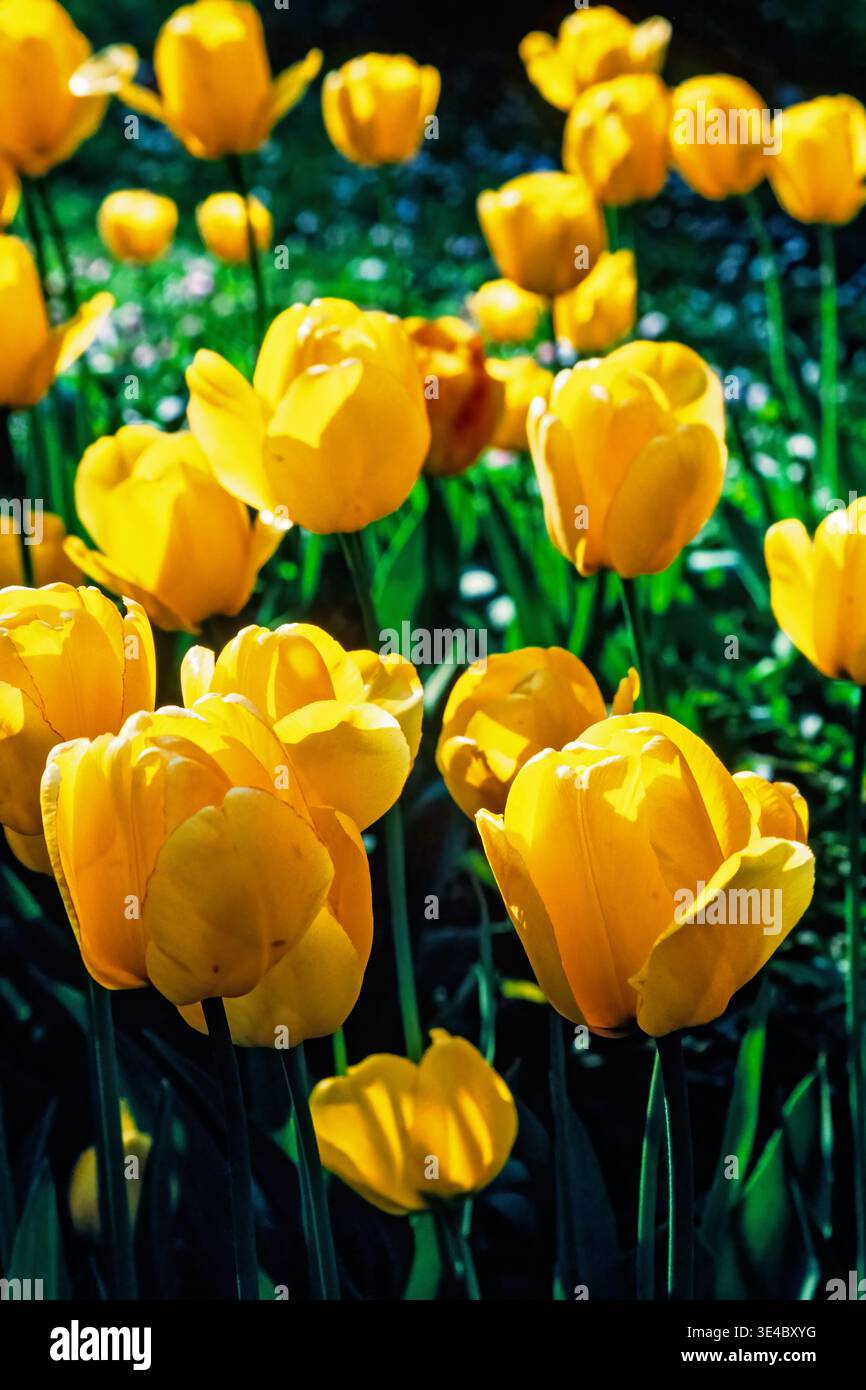 Tulipani gialli in un'aiuola in una giornata di primavera assolata Foto Stock