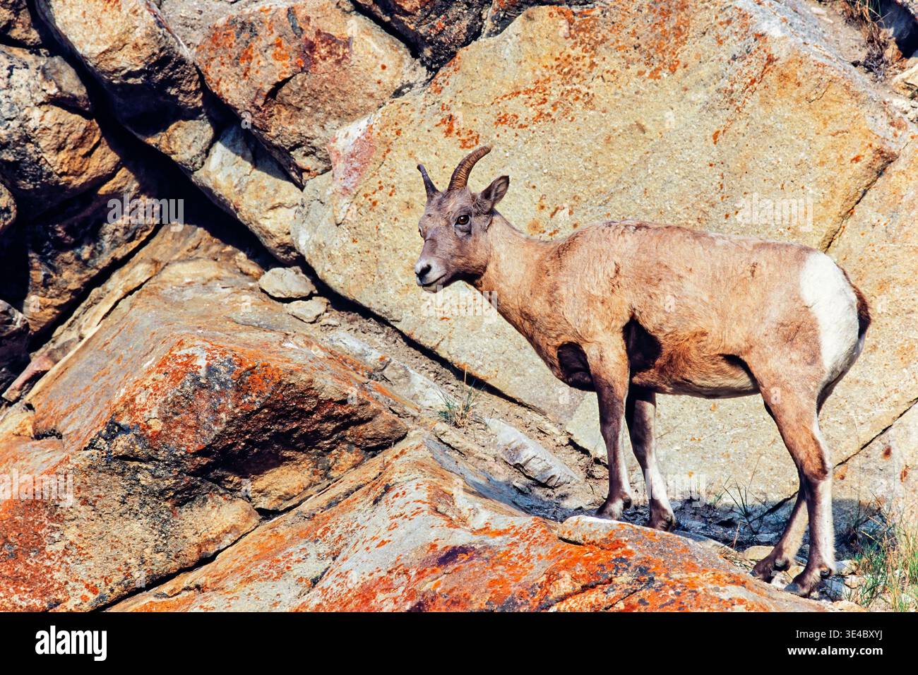 Pecora di Bighorn in piedi accanto a una faccia di roccia Foto Stock