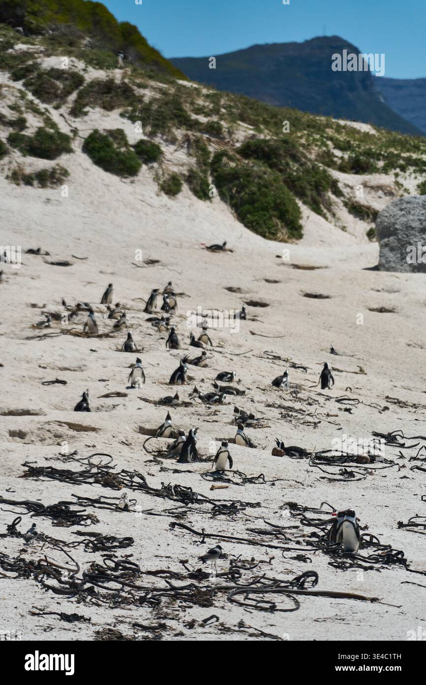 Pinguini che esplorano Windy Shore. Pinguini e scienziati di campo tra dune soffiate dal vento e vegetazione costiera Foto Stock
