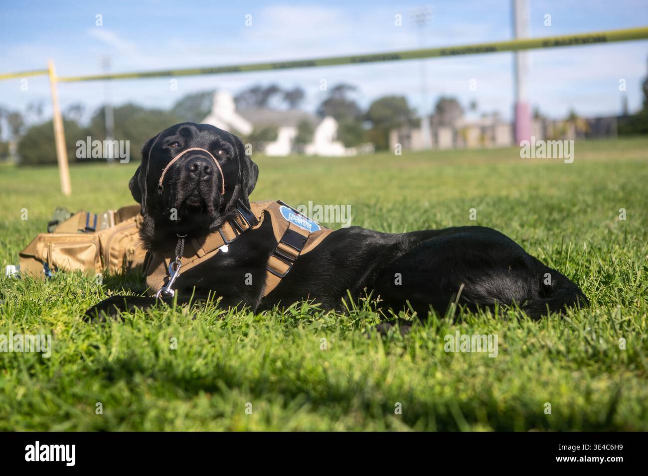 Un animale di servizio si riposa mentre il suo atleta gareggia durante la gara sul campo per i test dell'aeronautica militare del 2026, ospitati su Marine Cor Foto Stock