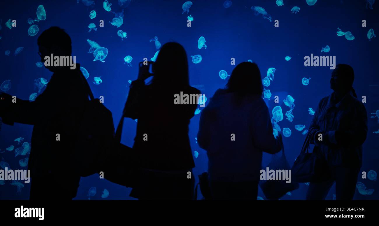Persone che esaminano e fotografano nuoto meduse in luce blu. Meduse nell'Ocean Aquarium. Variegato mondo sottomarino. Affascinante nuoto di Foto Stock