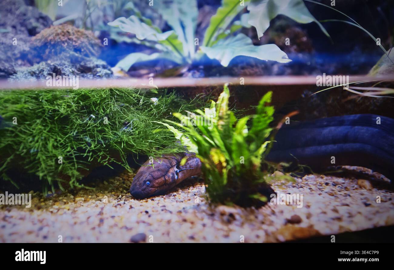 L'anguilla elettrica si trova sul fondo dell'acquario. Genere di anguille elettriche, Electrophorus, di pesci d'acqua dolce neotropicali del Sud America in famiglia Foto Stock