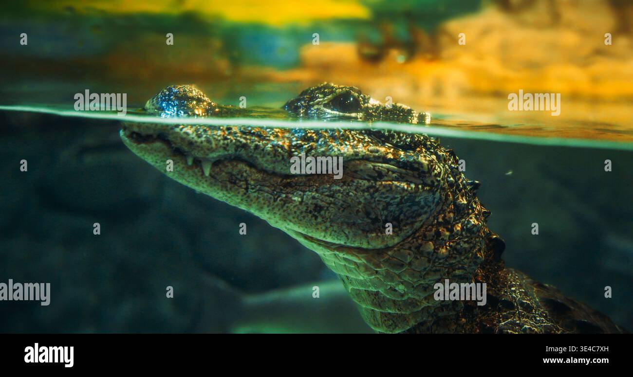 Alligatore cinese che nuota lentamente nell'Ocean Aquarium. Coccodrillo endemico della Cina. Il giovane alligatore cinese attacca la testa fuori dall'acqua Foto Stock