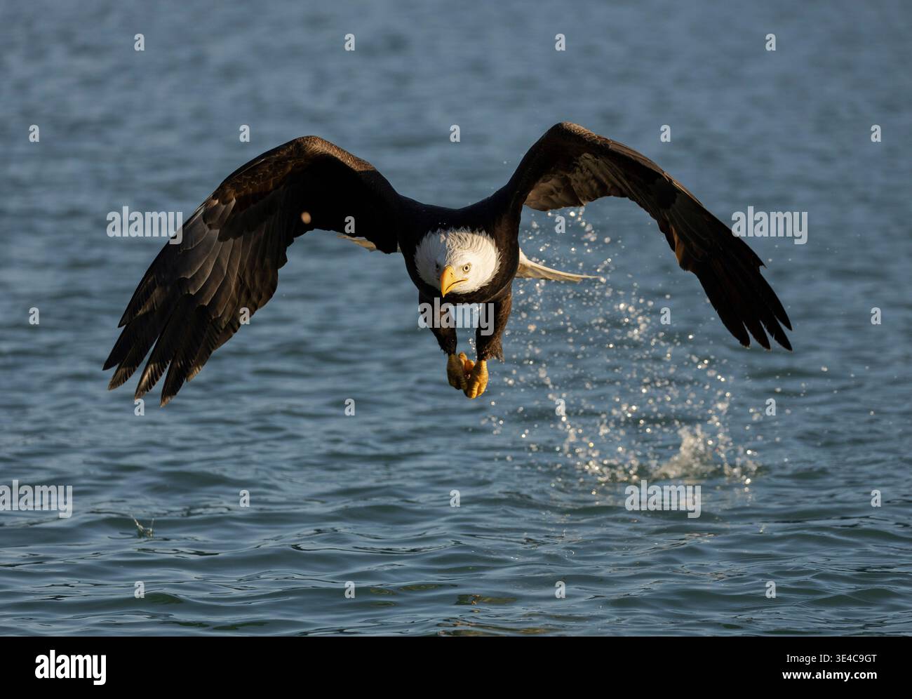 L'aquila calva che sorge dalle gocce d'acqua nei pressi di Homer, Alaska Foto Stock