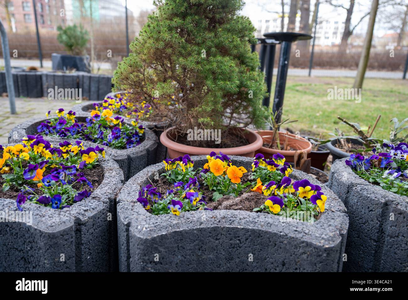 Fiori di pansia colorati in fioriere di pietra, decorazione del giardino primaverile con viola in fiore nel patio esterno Foto Stock