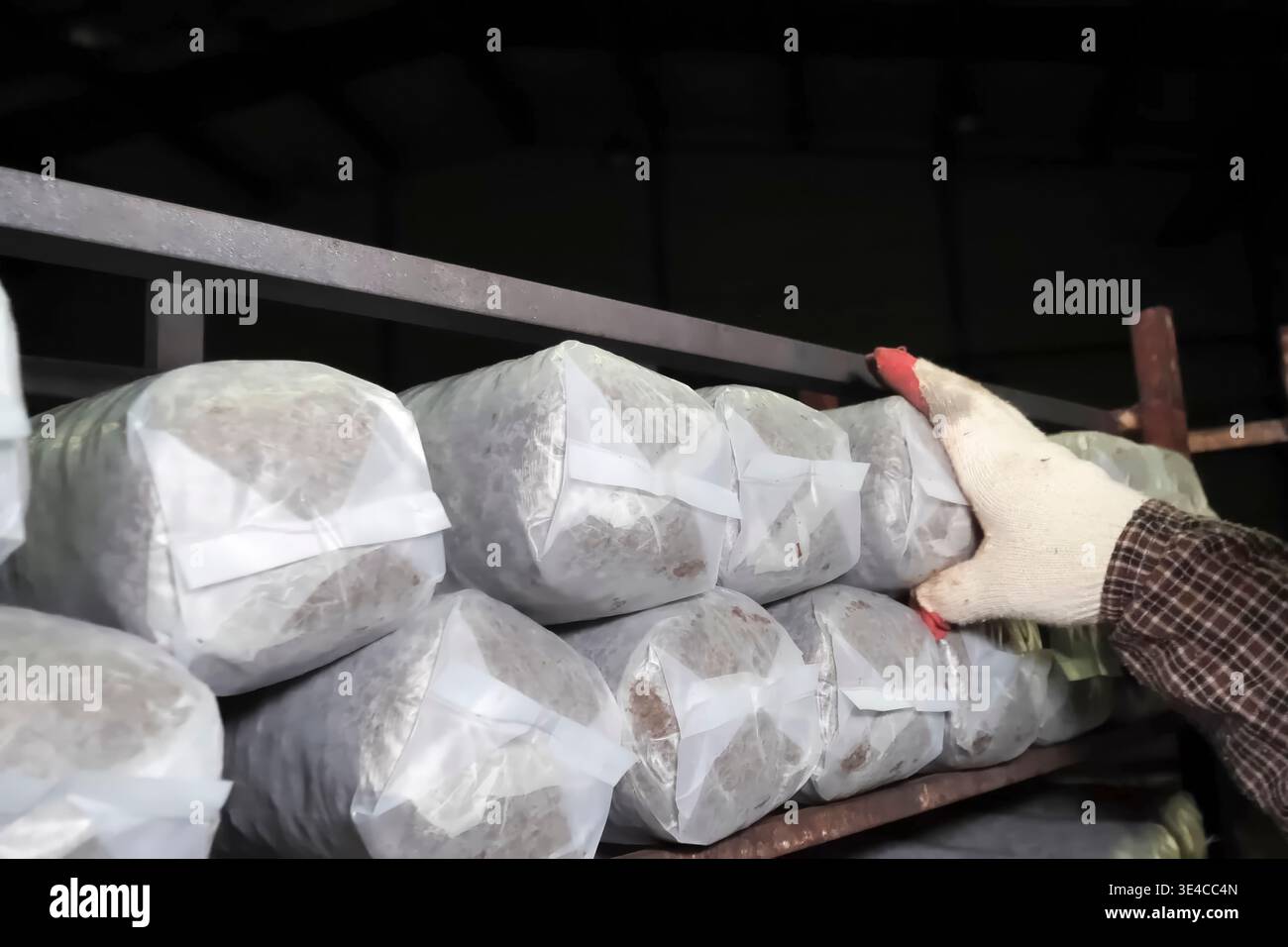 I substrati per funghi confezionati in bricchette vengono conservati su rack Foto Stock