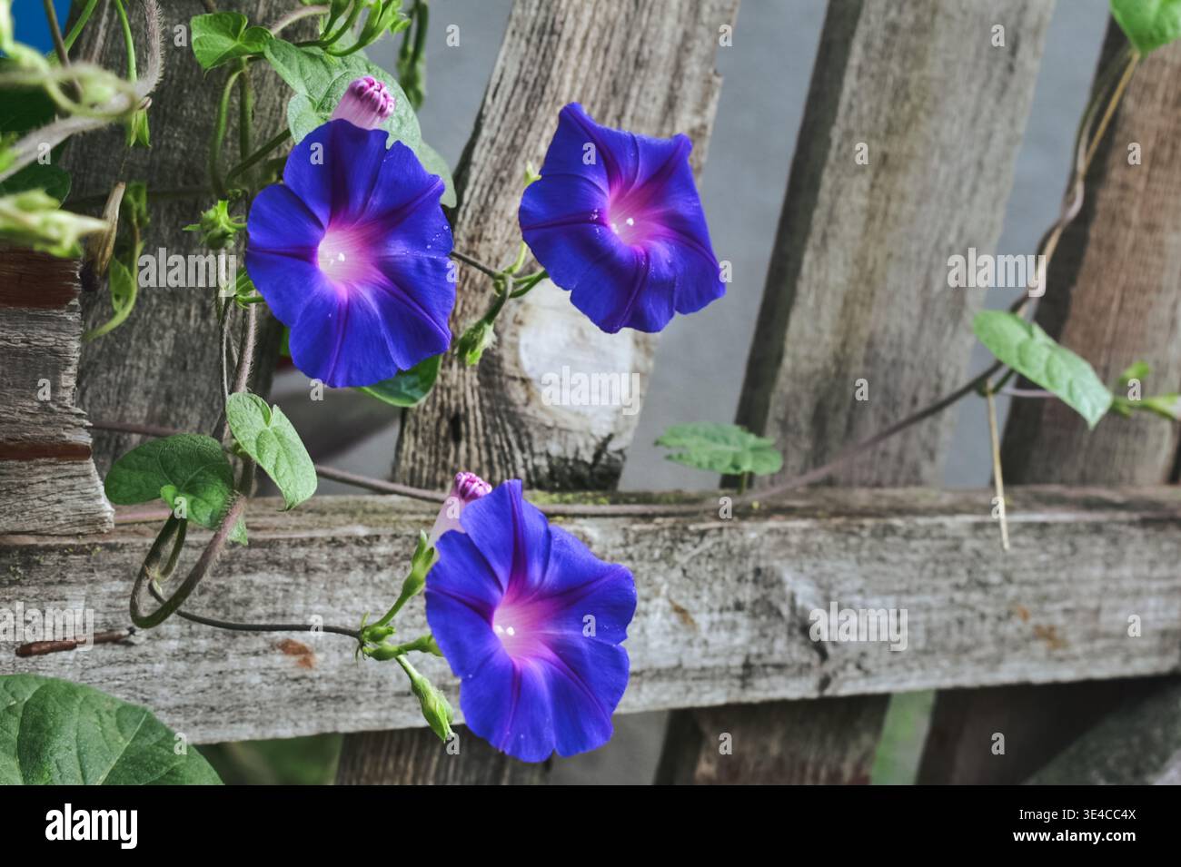 Una foto ravvicinata di una brillante gloria mattutina blu e viola Foto Stock