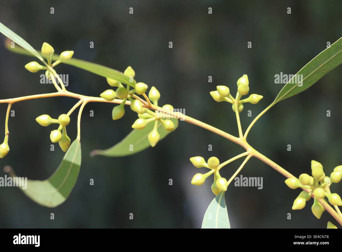 cialde di semi di eucalipto Foto Stock