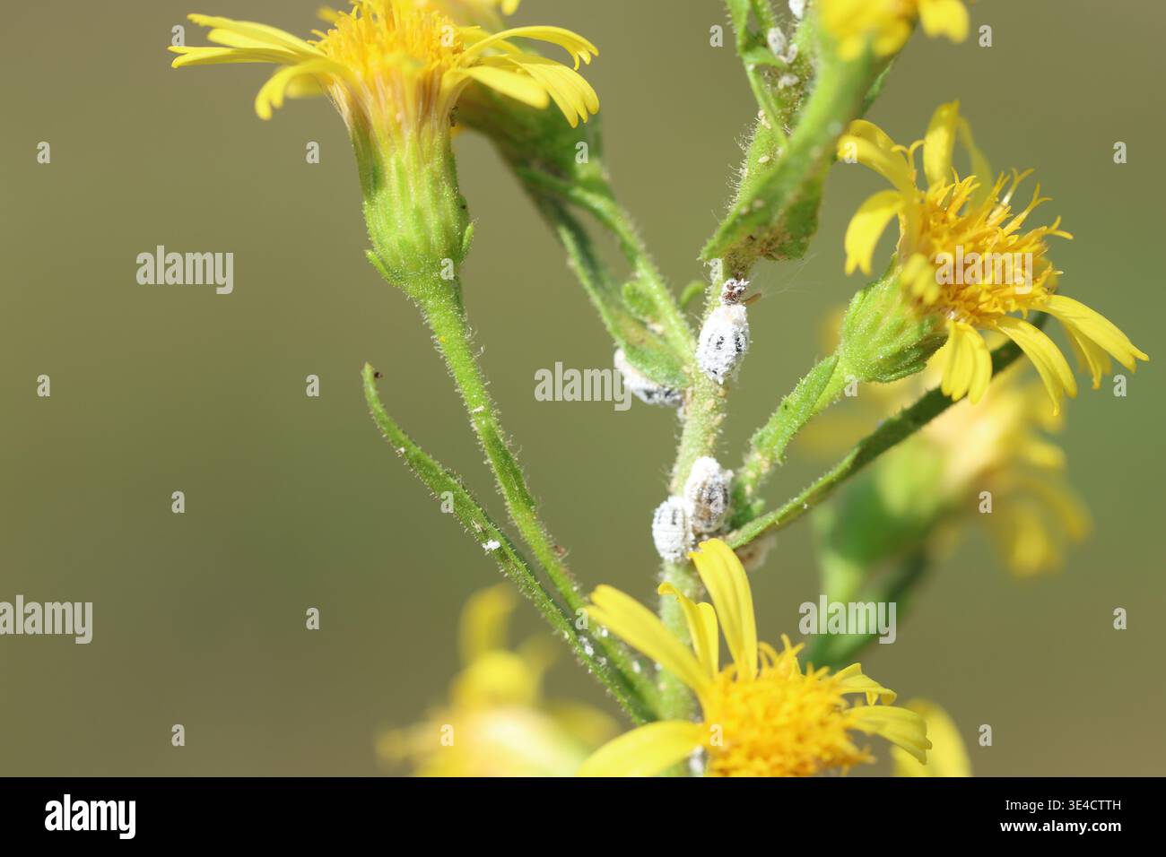 Primo piano di infestazione da Mealybug (Pseudococcidae) su un piccolo fusto Fleabano (Pulicaria vulgaris) Foto Stock
