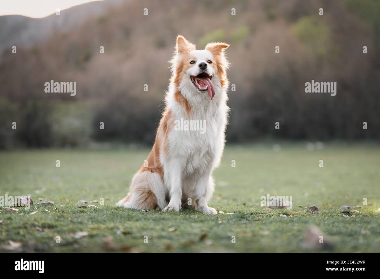 Border Collie seduto rivolto verso la fotocamera Ritratto esterno: Amico Border Collie che guarda direttamente lo spettatore. Foto di alta qualità Foto Stock