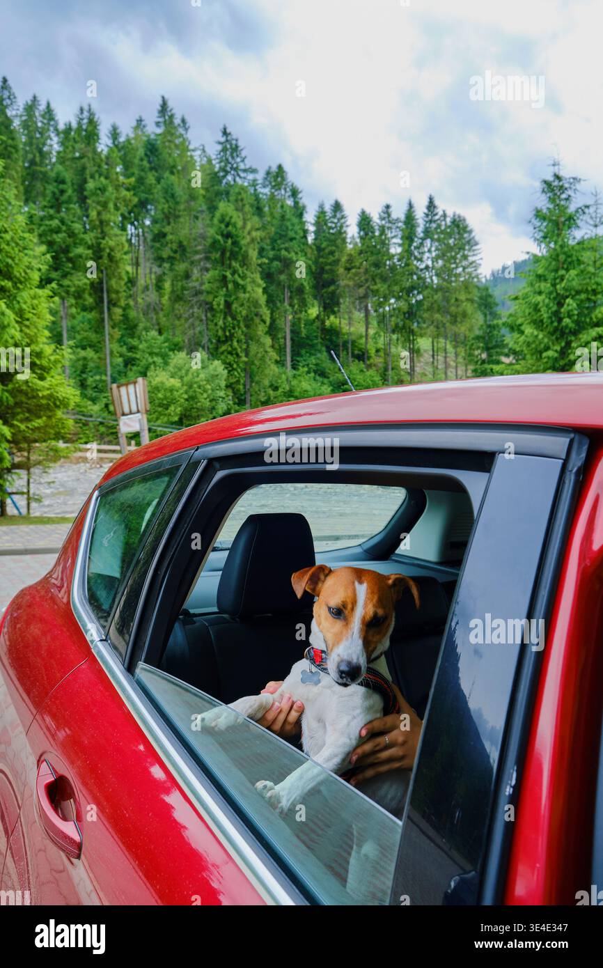 Vista esterna di un Jack Russell Terrier che sbircia dal finestrino di un'auto rossa sullo sfondo di verdi alberi di pino in estate Foto Stock