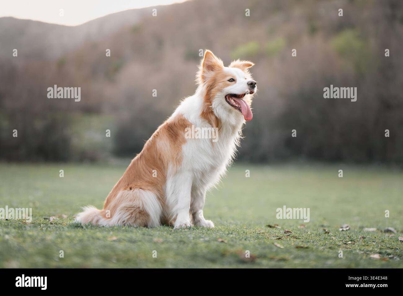 Border Collie seduto in campo con colline sullo sfondo: Elegante Border Collie che posa all'aperto in un paesaggio panoramico. Foto di alta qualità Foto Stock