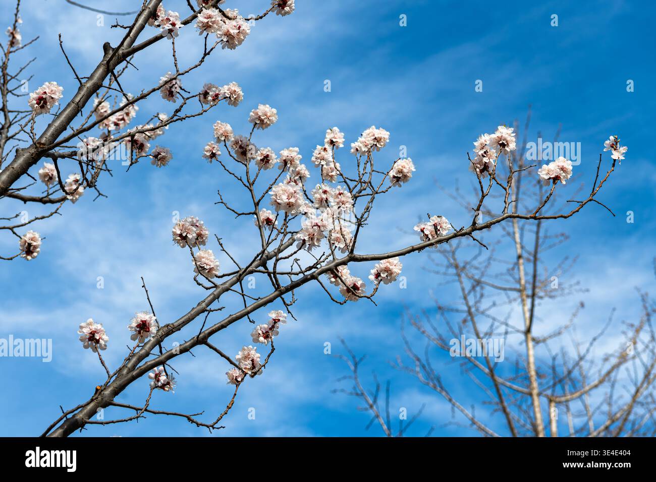 Pechino, Cina - marzo 27 2026: Bellissimi rami di albicocca in fiore che si innalzano verso un cielo limpido e blu a Tongzhou. Foto Stock