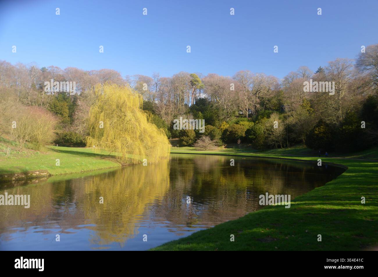 Panging Willow Tree (Salix Babylonica) riflesso nel fiume Skell a Studley Royal Park vicino a Ripon, North Yorkshire, Inghilterra, Regno Unito. Foto Stock