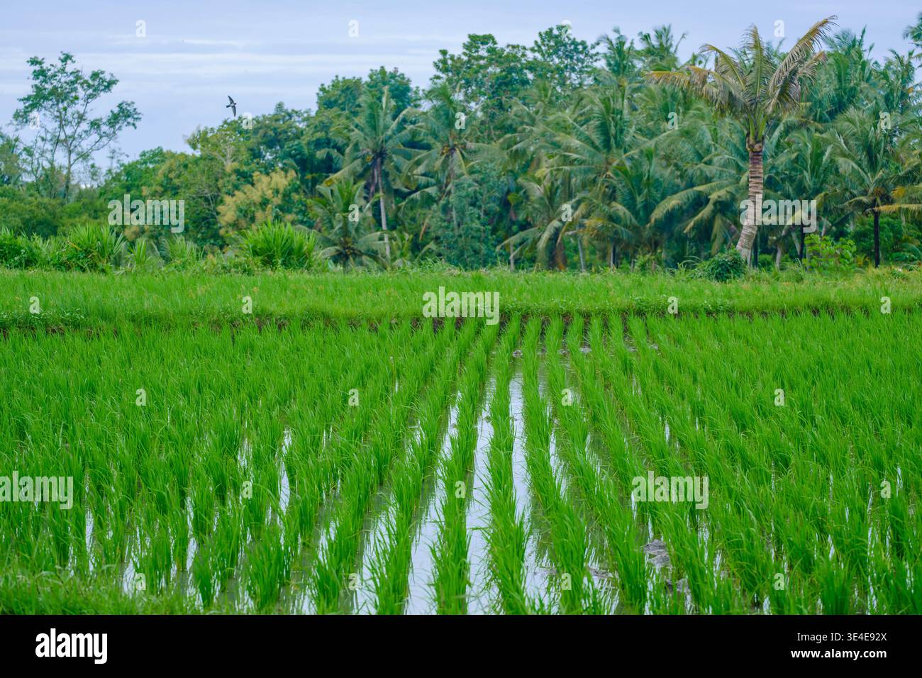 Campo di riso verde vivace con recinzione di bambù Foto Stock