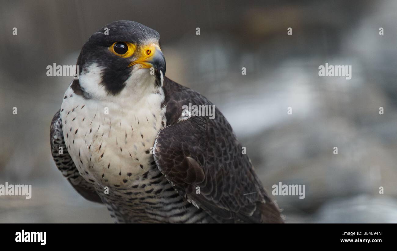 Ritratto primo piano falco peregrine rivolto verso il lato con sfondo sfocato e spazio di copia per il testo. Uccello preda utilizzato nell'addestramento della falconeria wi Foto Stock