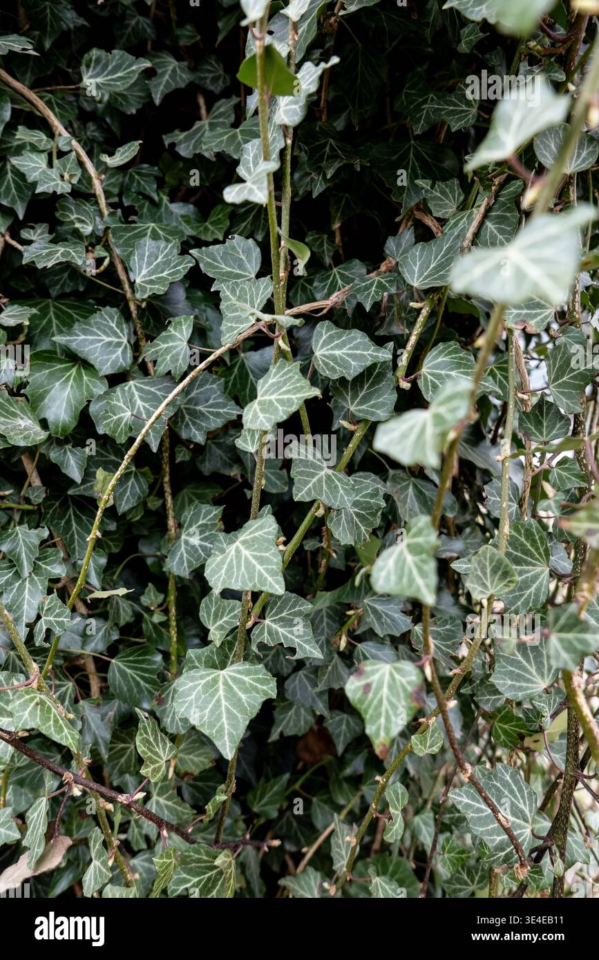 Foglie di edera verde dense che formano uno sfondo botanico naturale con venature dettagliate e fogliame a strati per creare un motivo a trama organica ideale per la nà Foto Stock