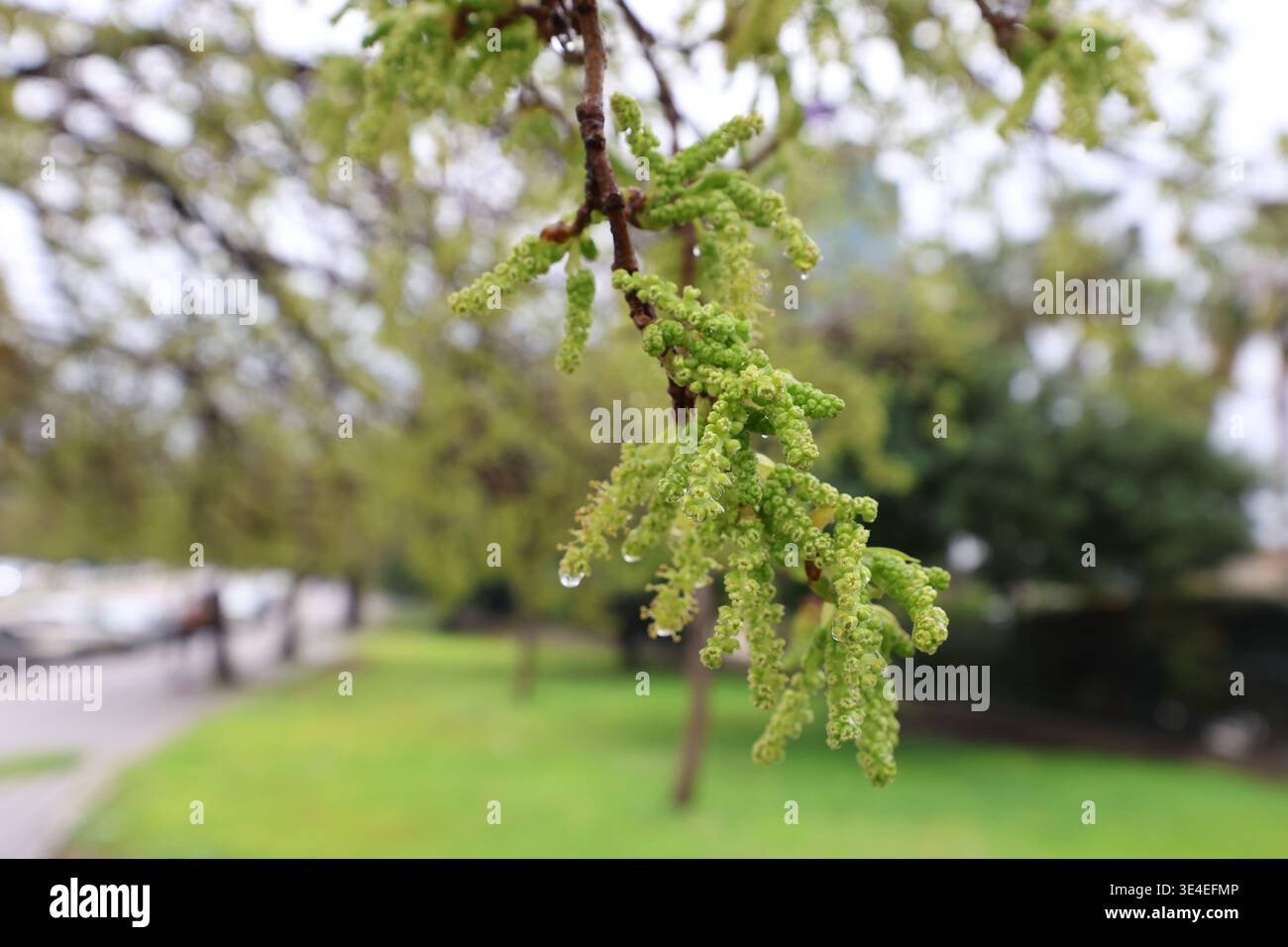Primo piano dell'albero di gelso bianco (Morus alba) con i gattini primaverili che sbocciano in un giorno di pioggia Foto Stock
