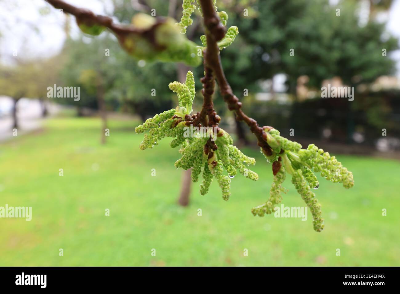 Primo piano dell'albero di gelso bianco (Morus alba) con i gattini primaverili che sbocciano in un giorno di pioggia Foto Stock