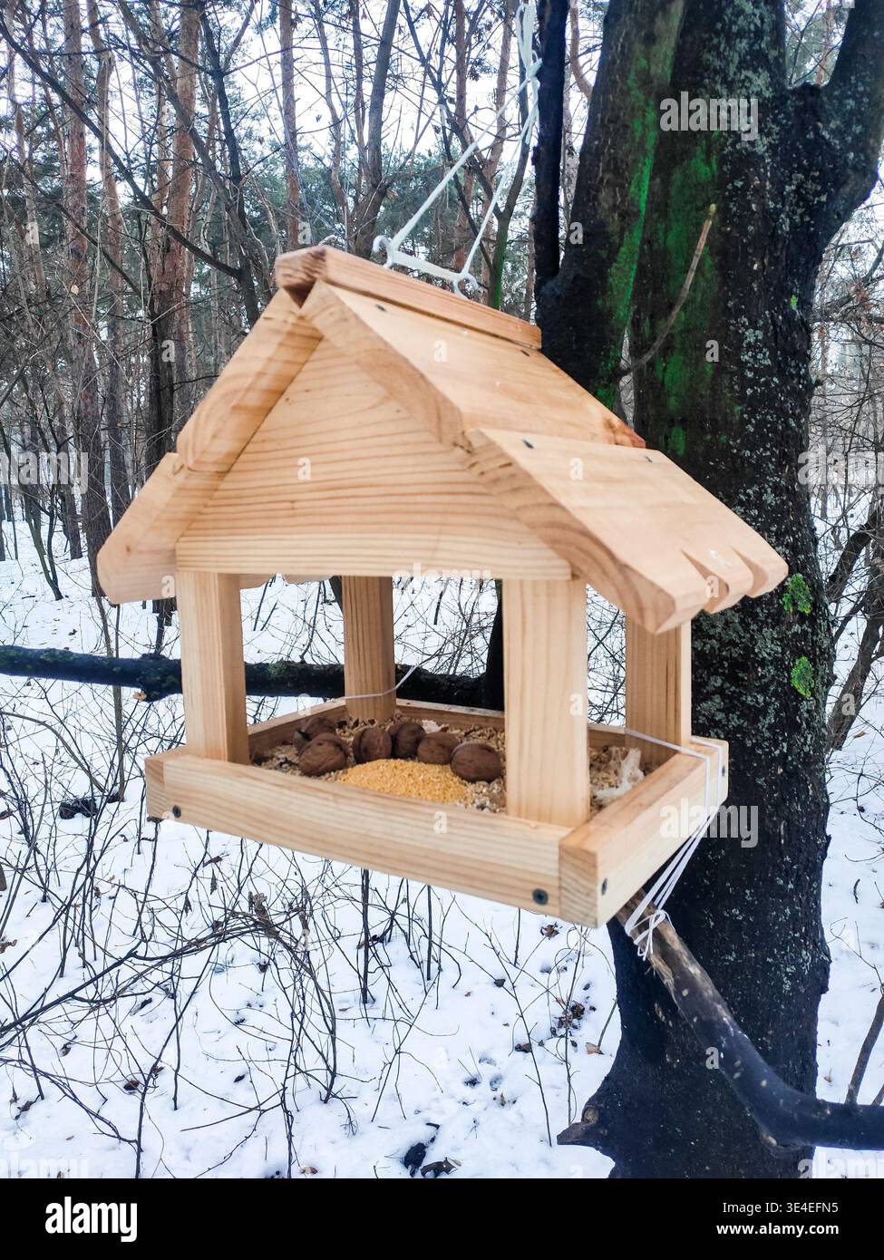 In inverno, in una foresta innevata, un alimentatore di uccelli di legno di colore chiaro pende su un albero. cibo noci, birdhouse, casa sull'albero di legno per uccelli in inverno Foto Stock