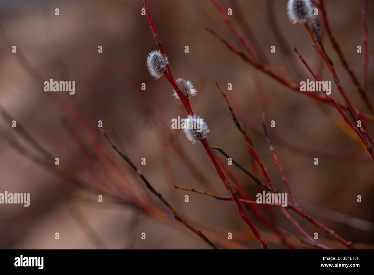 Primo piano di peluche morbide sui rami rossi con un morbido sfondo sfocato all'inizio della primavera Foto Stock