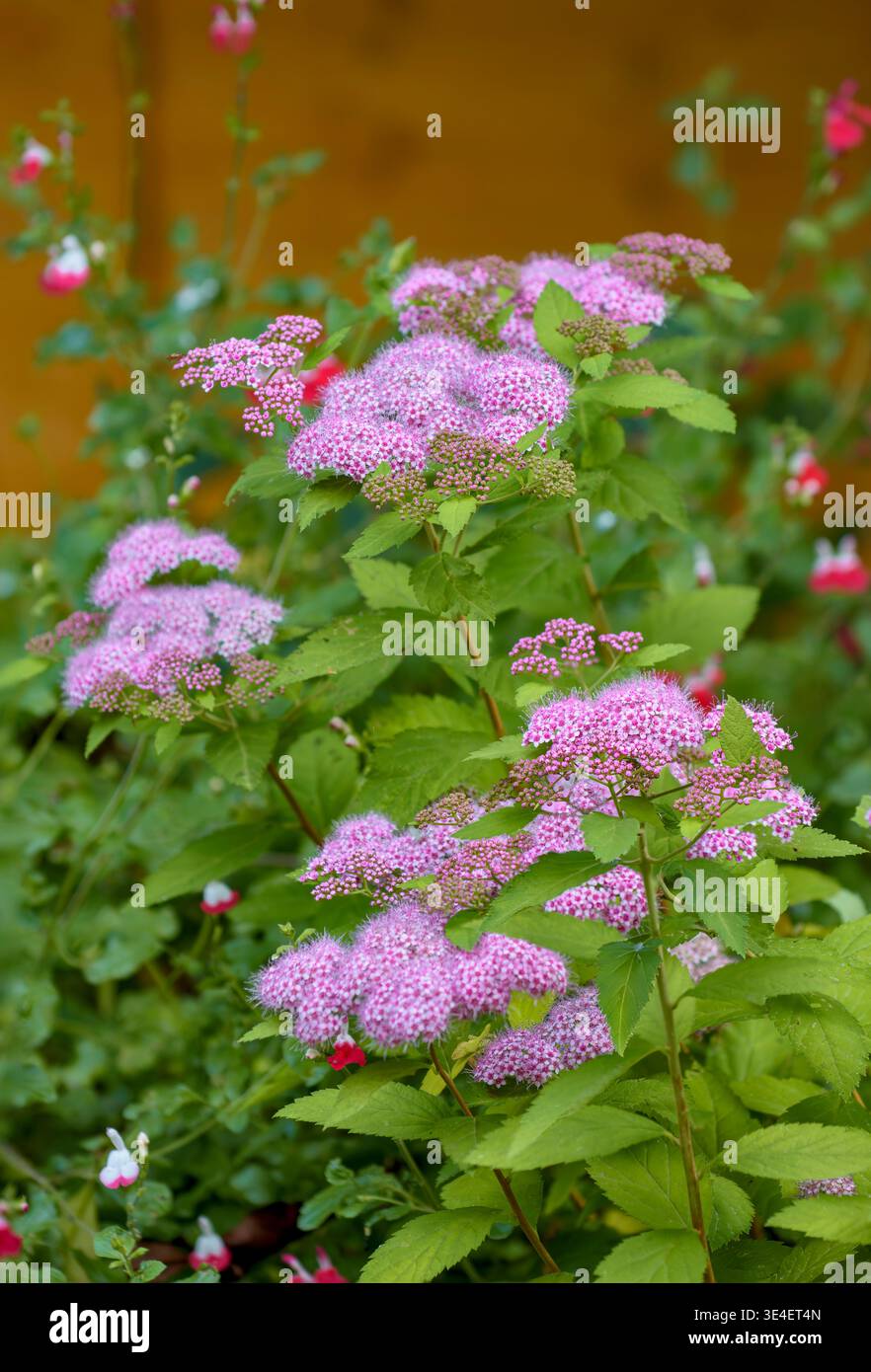 Fiori rosa di Spiraea japonica (spirea giapponese) che crescono al confine del giardino con salvia e soffice sfondo sfocato, Bristol, Regno Unito Foto Stock