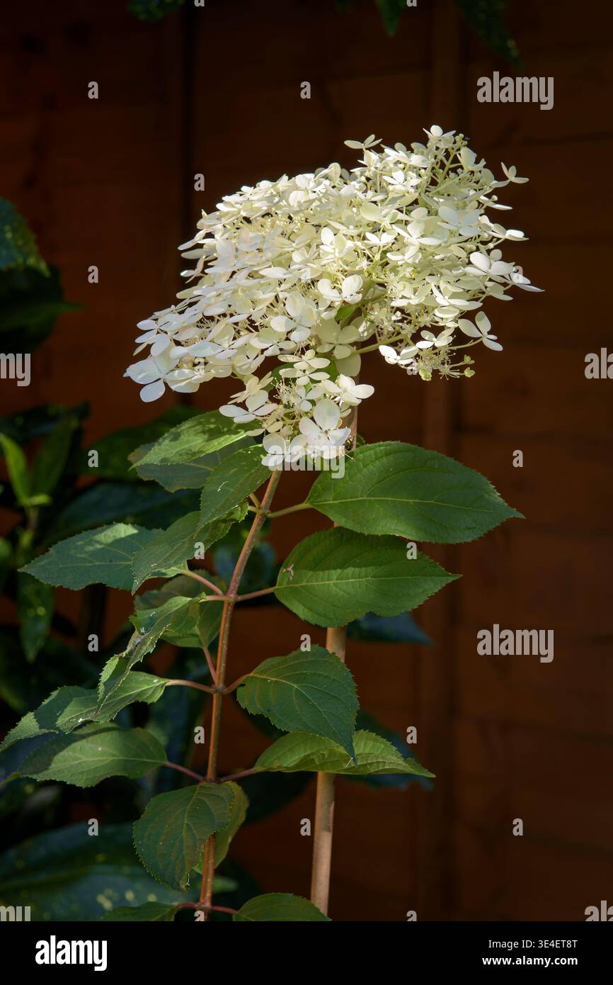 Hydrangea paniculata «Phantom» arbusto fiorito con grandi fiori bianchi nel giardino estivo, Regno Unito Foto Stock