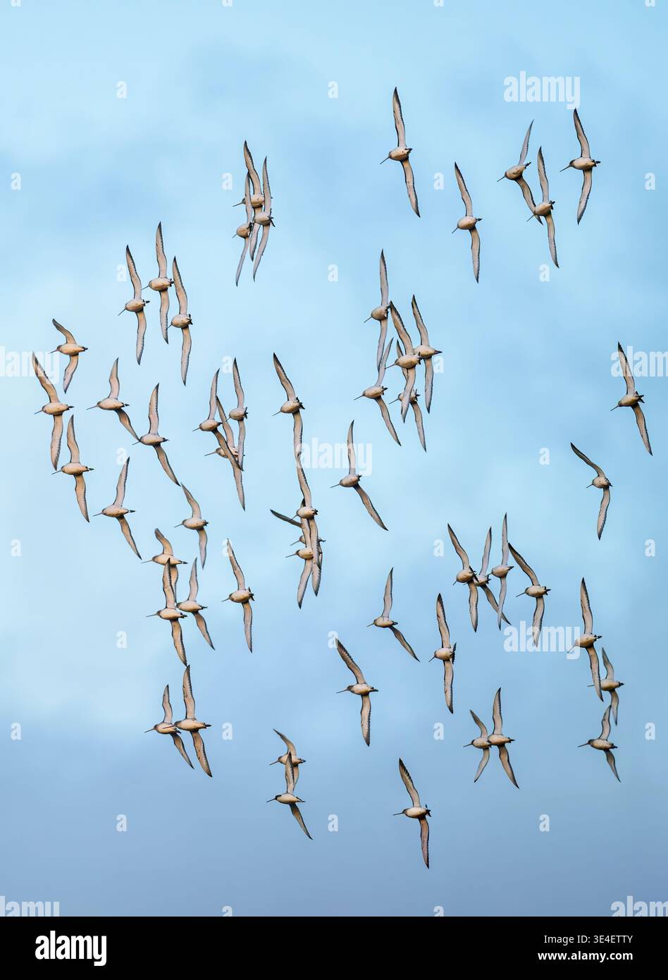Stormo di Godwits dalla coda nera a destra, catturato con le ali erette in formazione quasi sincronizzata a Ham Wall, Somerset, Regno Unito Foto Stock
