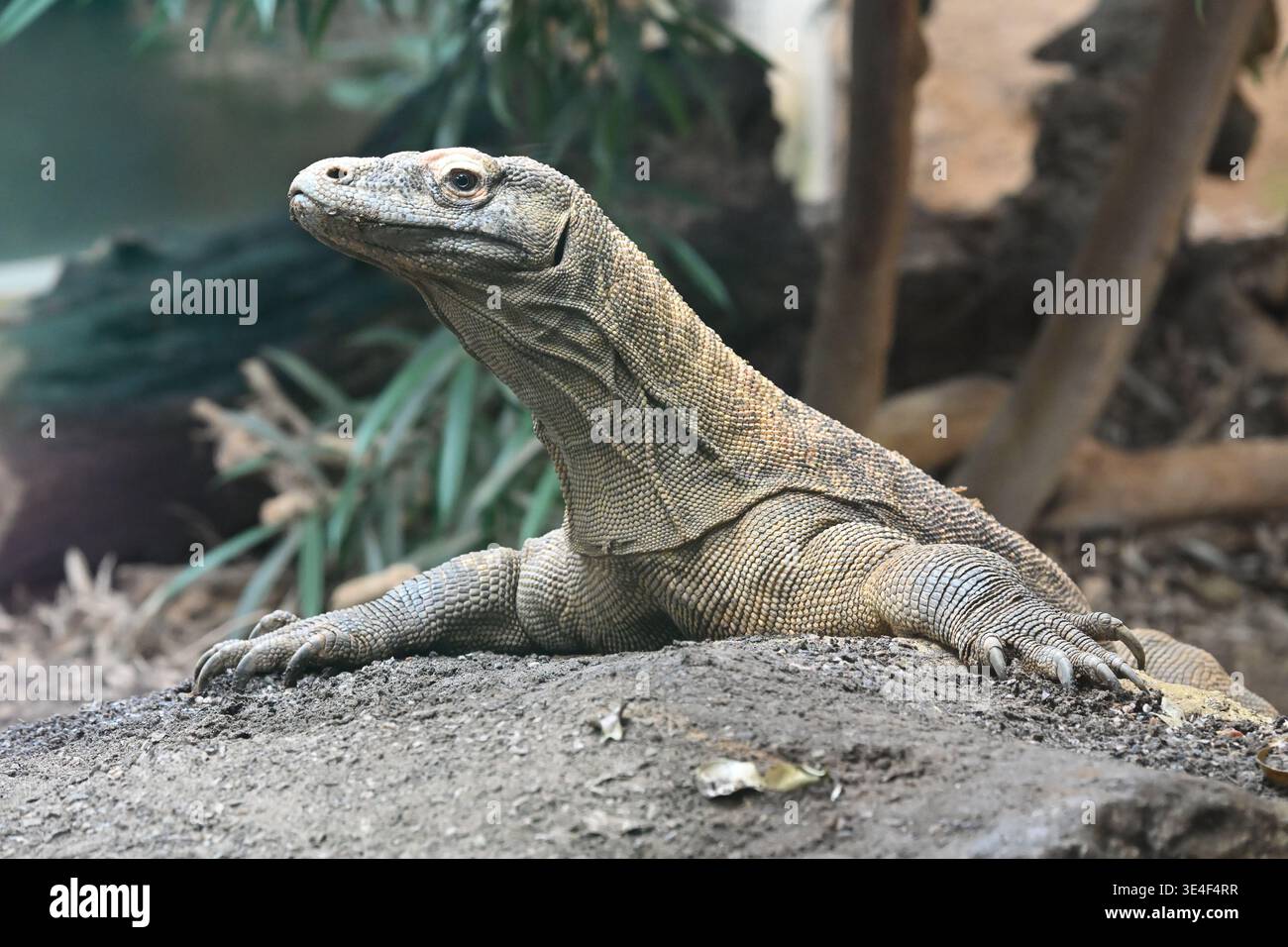 Drago di Komodo ( Varanus komodoensis ) allo zoo di Londra Foto Stock