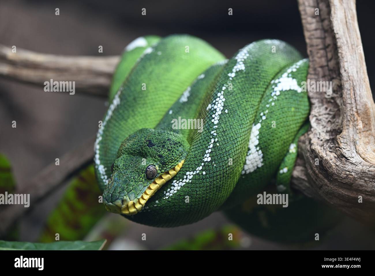 Smeraldo boa Corallus caninus allo Zoo di Londra Foto Stock