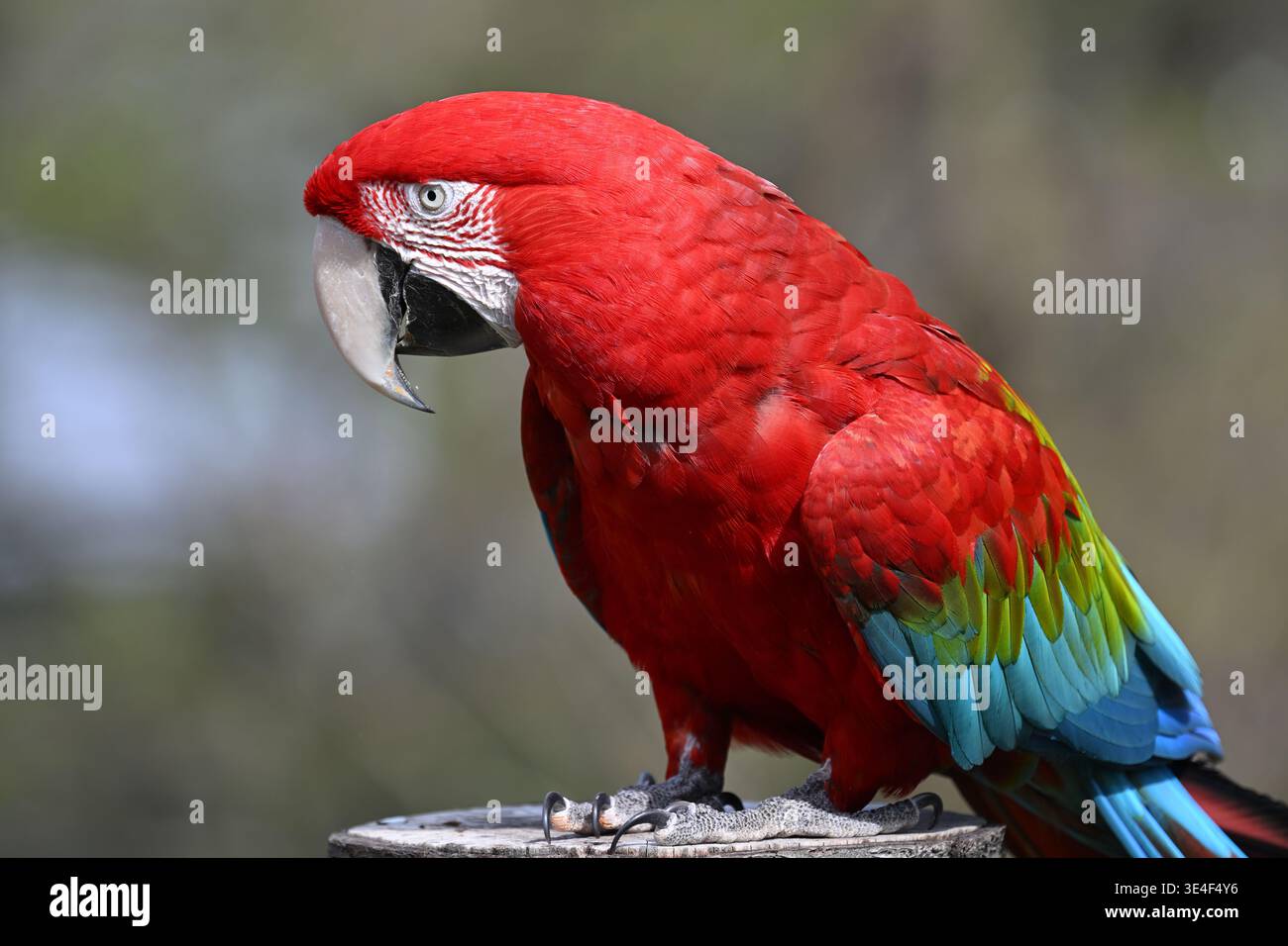 Macchia rossa e verde allo zoo di Londra Foto Stock