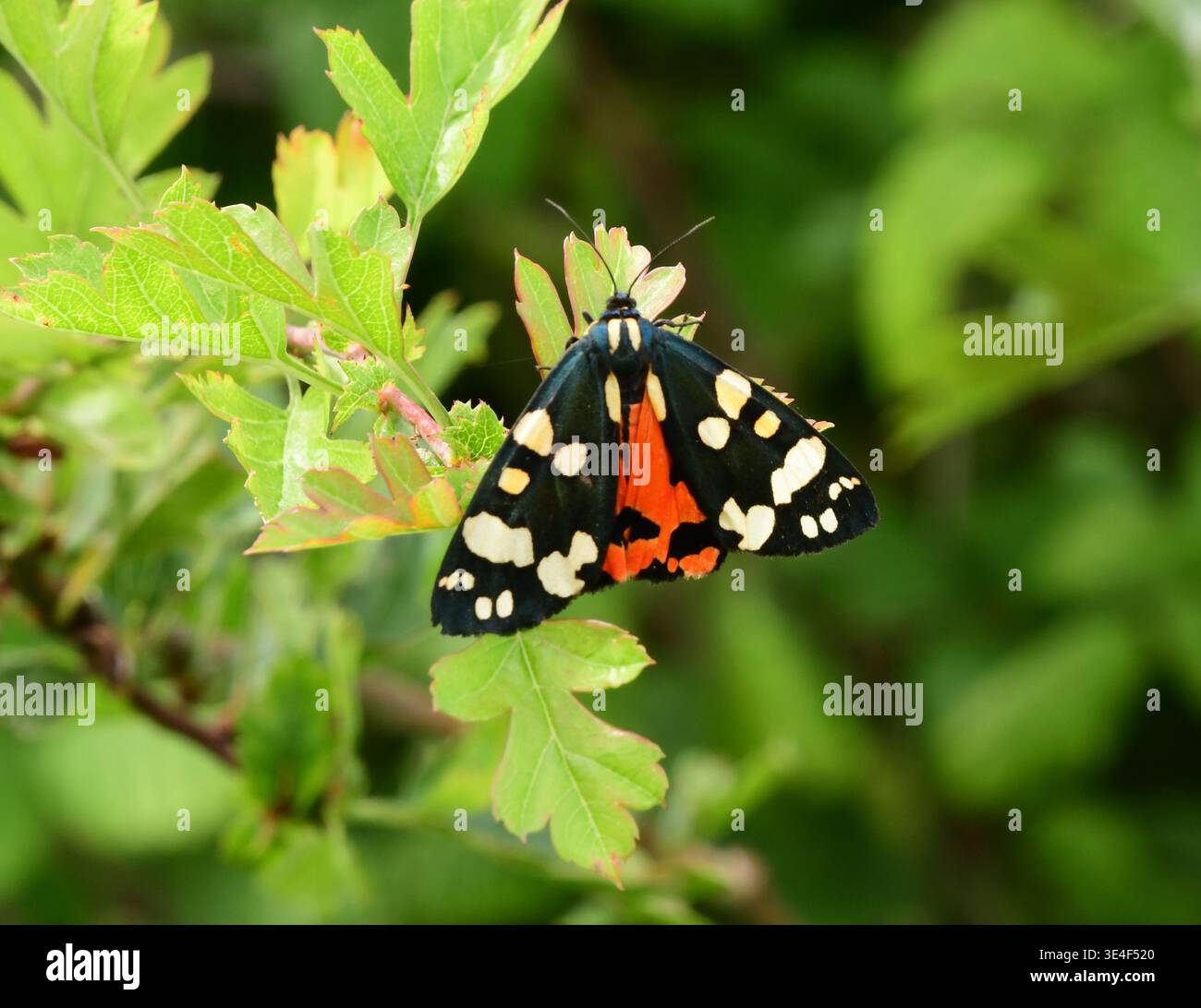 Falena Scarlet Tiger, 'Callimorpha dominua' su un cespuglio di biancospino, da giugno a luglio, vola di giorno, boschi, Somerset, Regno Unito Foto Stock