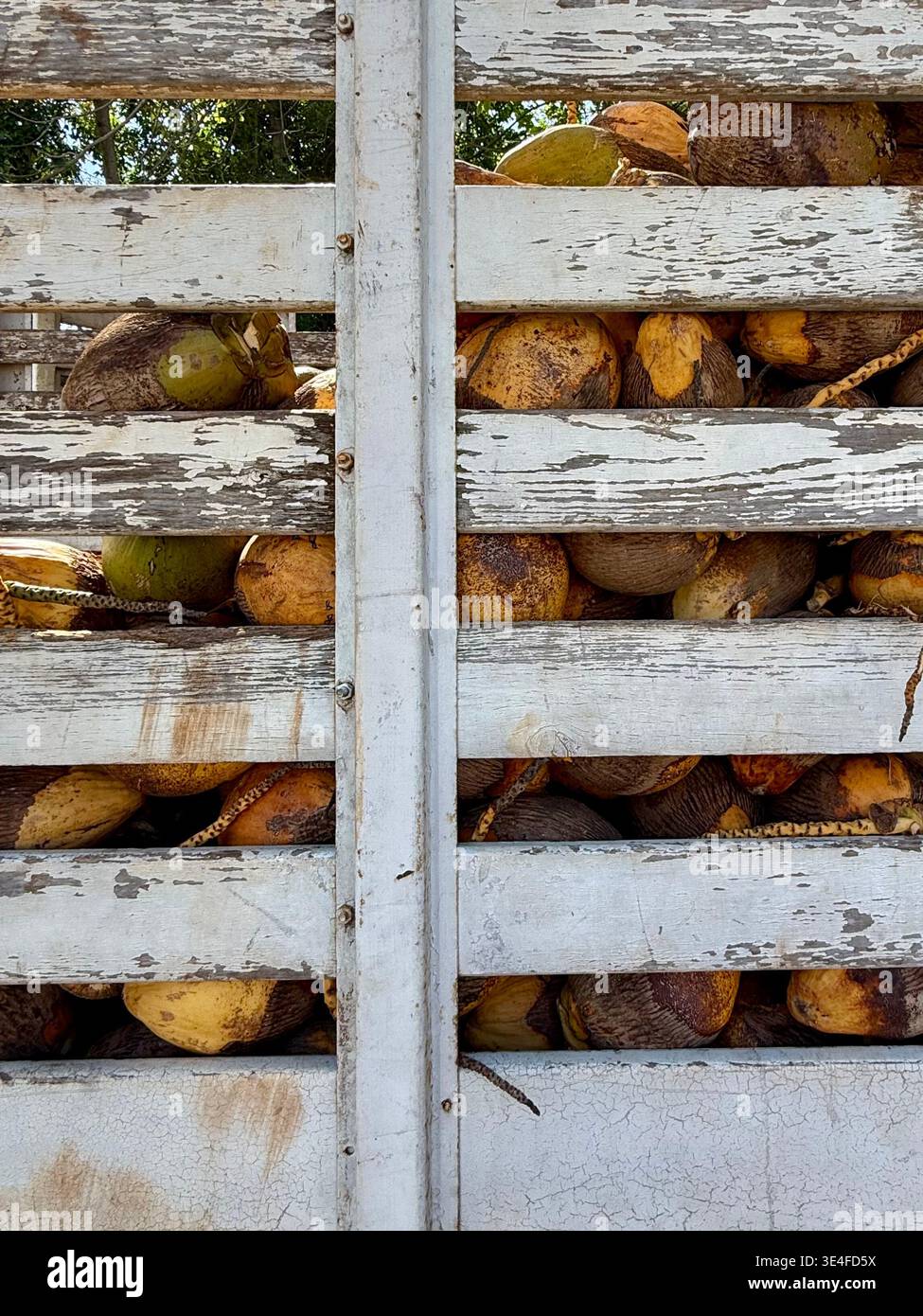 Noci di cocco fresche accumulate in un camion, Messico - Immagine stock catturata con smartphone