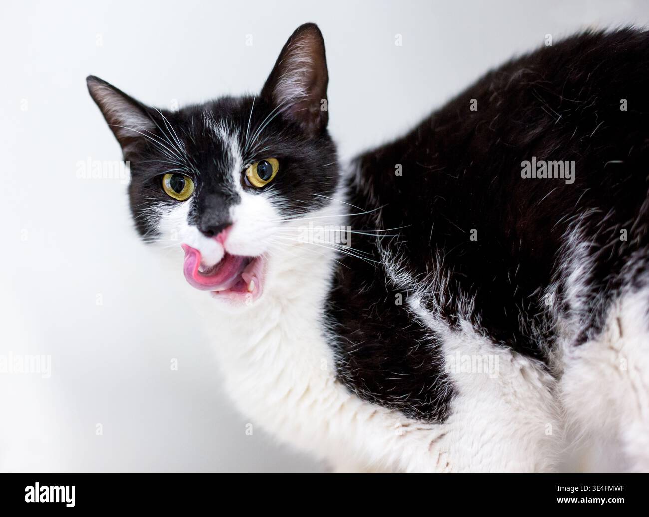 Un gatto shorthair bianco e nero con occhi gialli che leccano le labbra Foto Stock