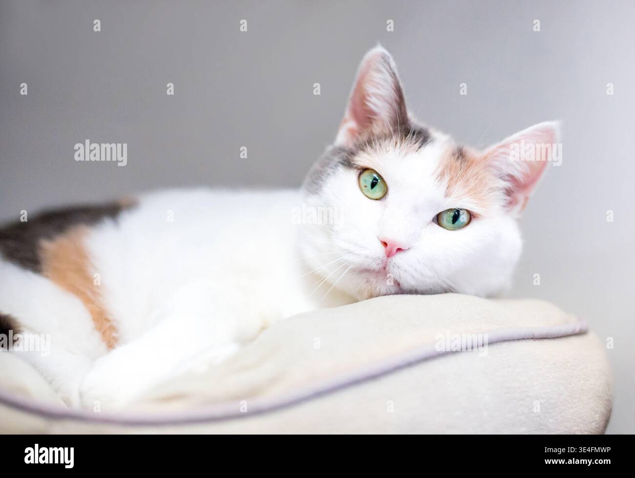 A diluire il calicò domestico gatto Shorthair rilassante in un letto di cat Foto Stock