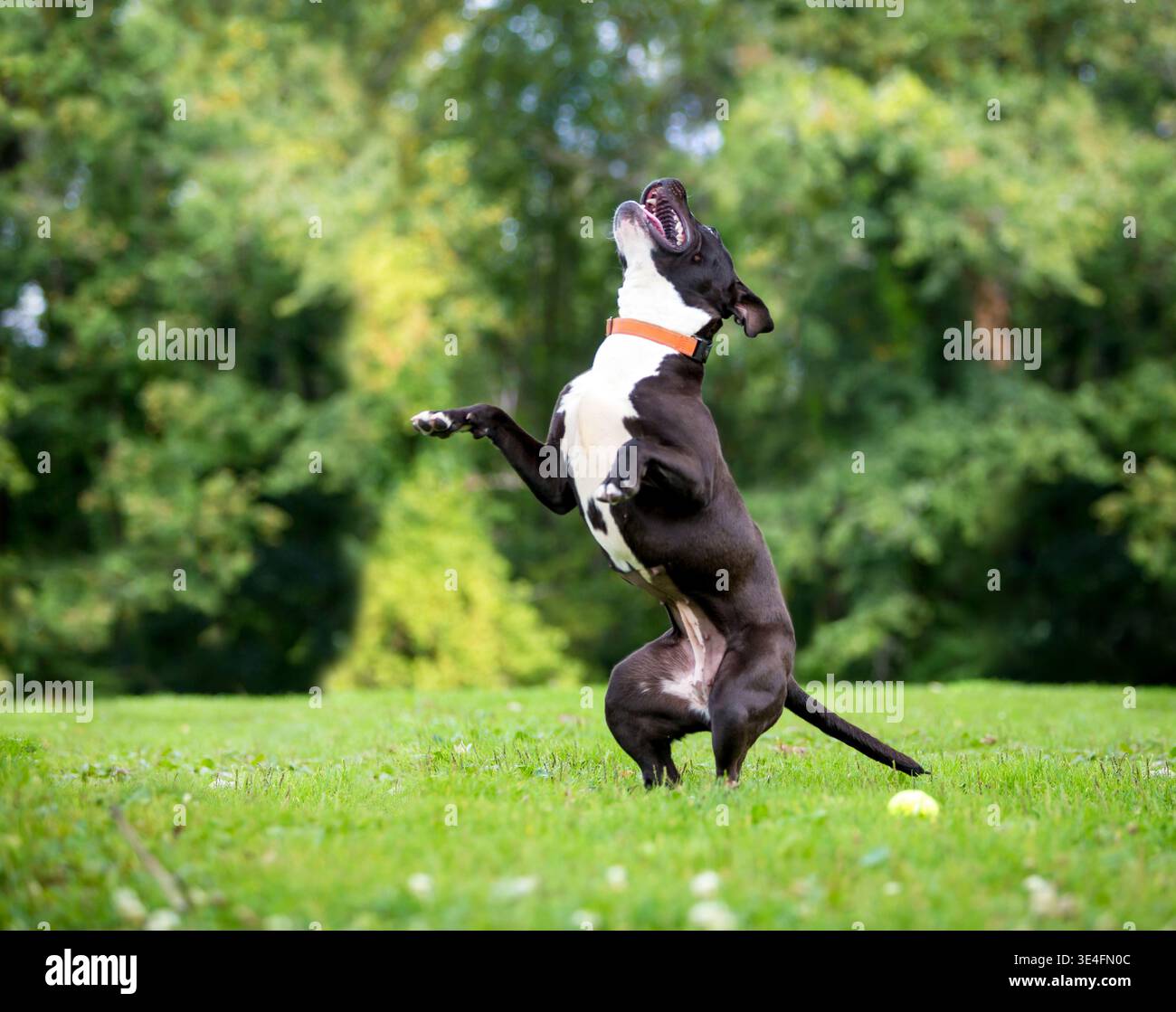 Un cane di razza mista felice in piedi sulle zampe posteriori in procinto di saltare su Foto Stock