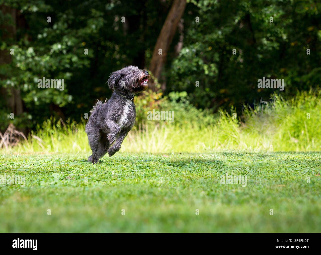 Un cane di razza mista Happy Retriever x Poodle o Labradoodle che corre all'aperto Foto Stock