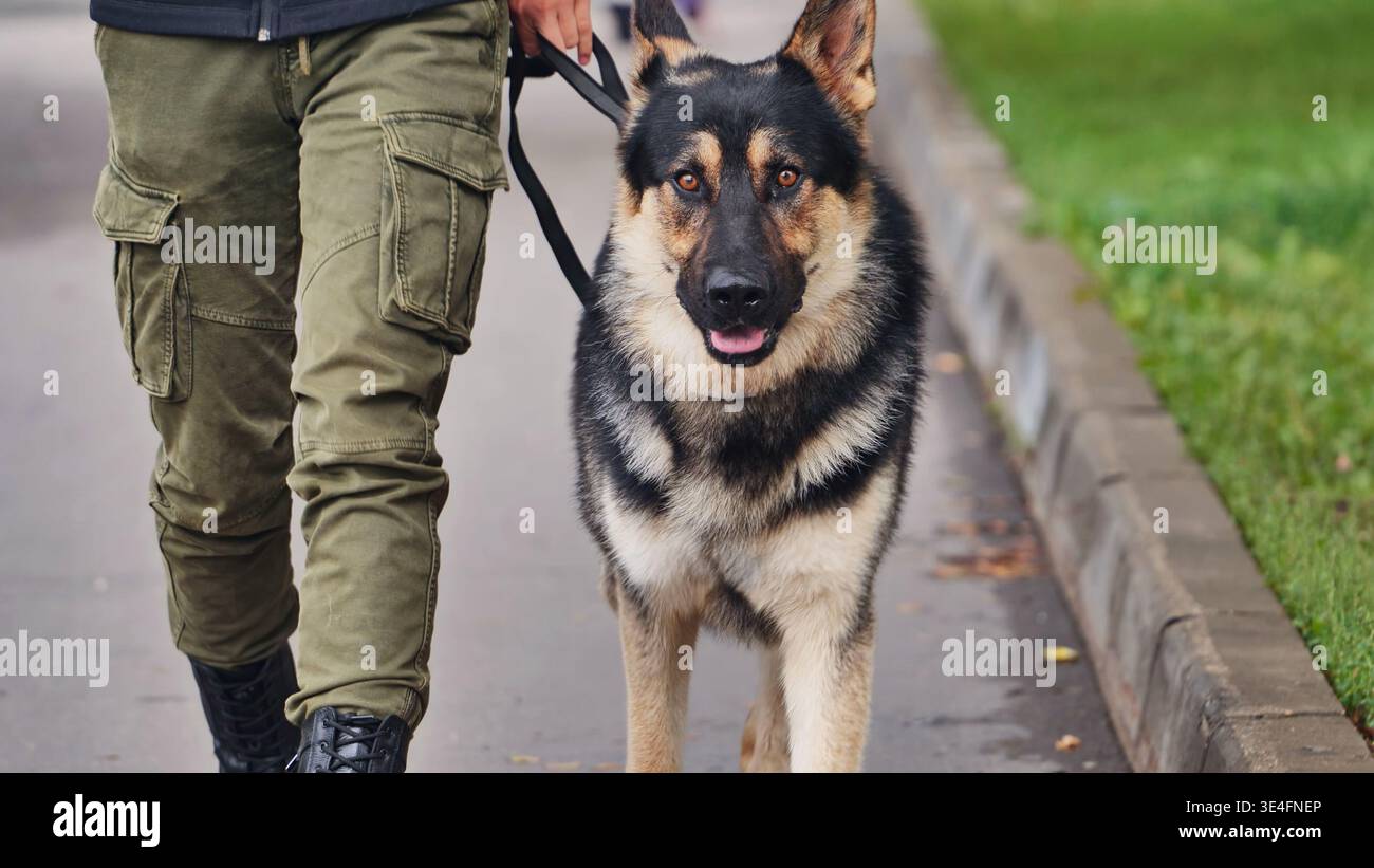 Cane pastore tedesco che cammina su un marciapiede con un proprietario che tiene il guinzaglio Foto Stock