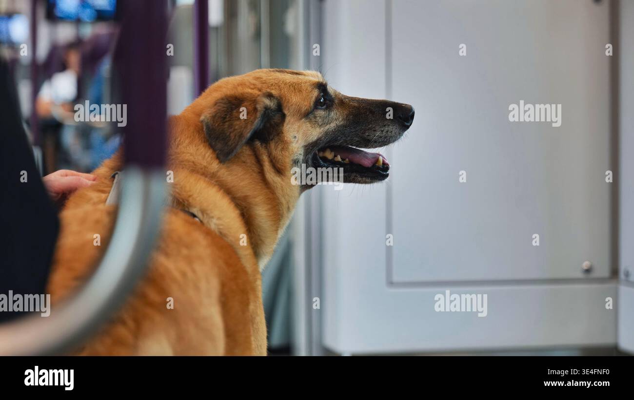 Trasporto pubblico per cani, che riceve comfort dalla mano di una persona Foto Stock