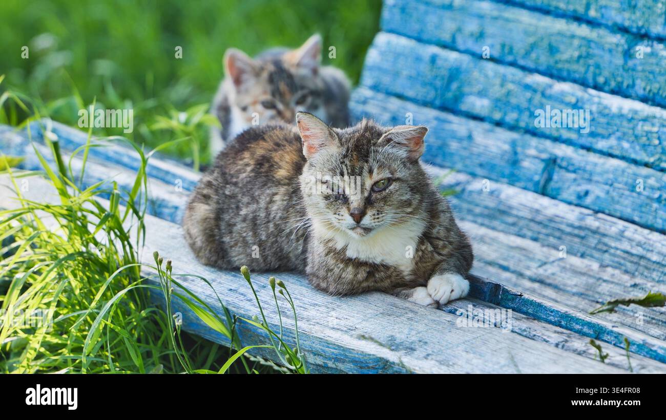 Gatto Tabby che riposa su una vecchia panchina blu in un giardino verde durante il giorno estivo Foto Stock