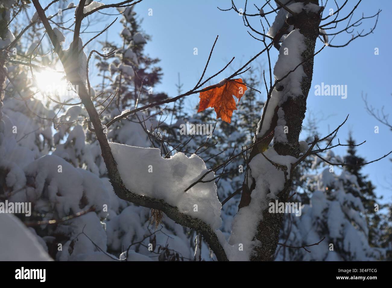 Luce solare filtrata attraverso i rami Snow-Laden con un'unica foglia autunnale Foto Stock