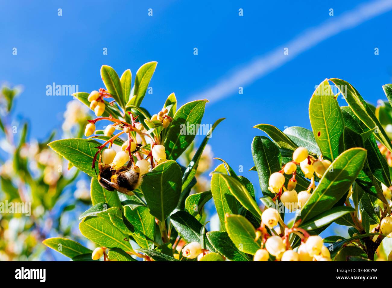 Bombus terrestris impollina i fiori della fragola. Andalucía, Spagna, Europa Foto Stock