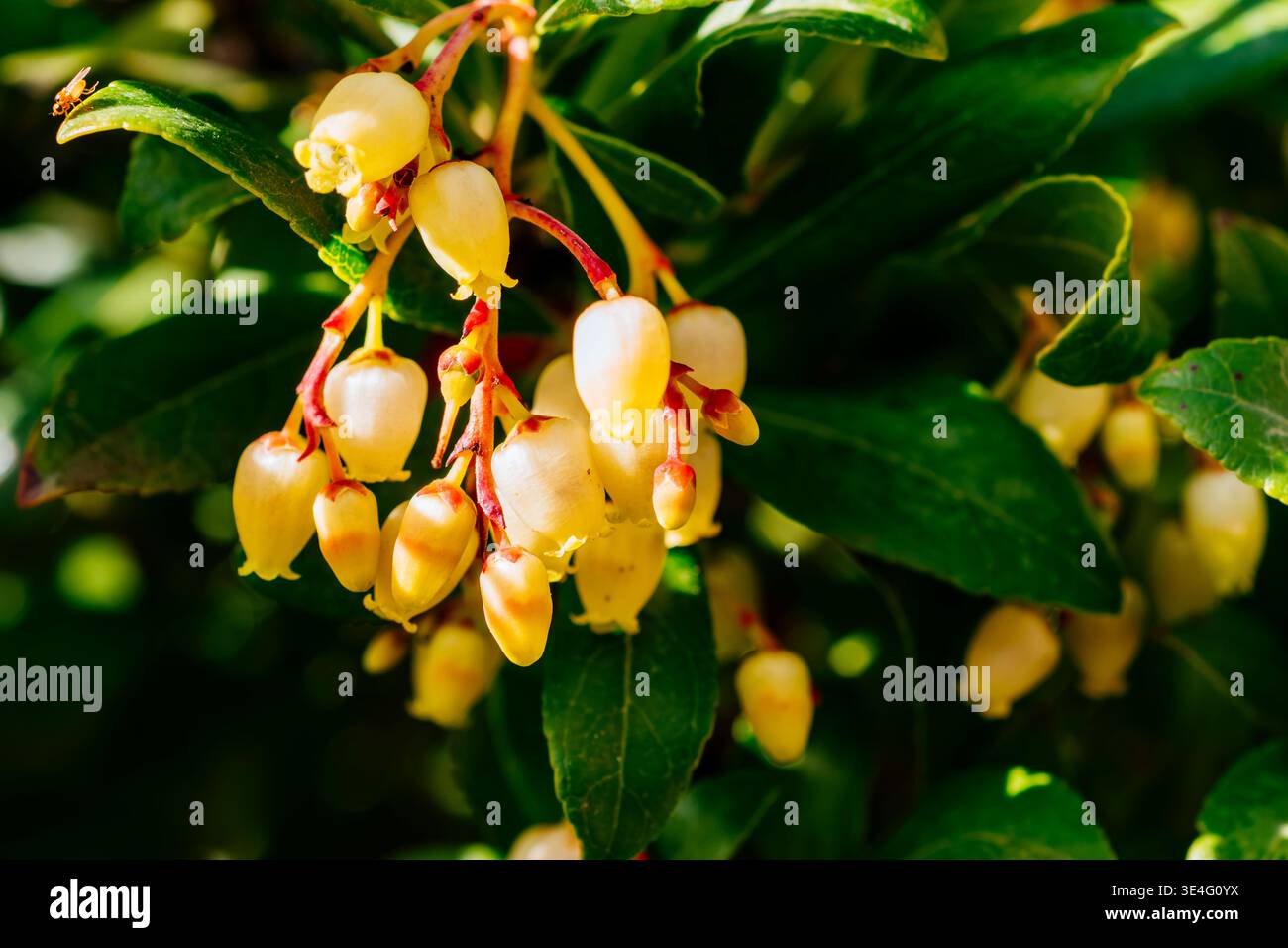 Fiori di fragola. Andalucía, Spagna, Europa Foto Stock