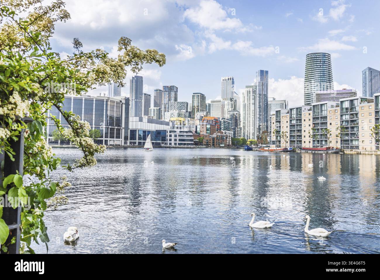 Le torri di vetro di Canary Wharf si innalzano dietro le calme acque portuali, cigni bianchi e vigneti in fiore, fondendo la finanza londinese con la tranquilla natura urbana. Londra, Regno Unito, Foto Stock
